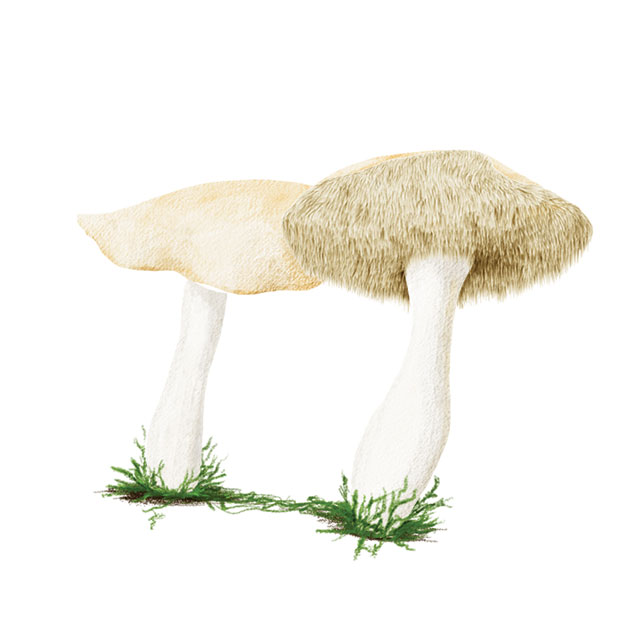 Hedgehog mushrooms. Illustration by Beth Covvey