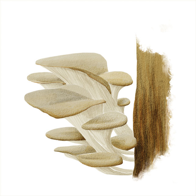Oyster mushrooms. Illustration by Beth Covvey