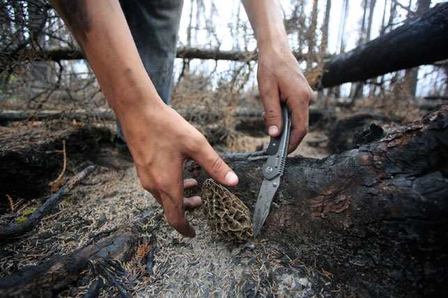 Picking morels in the NWT. Photo by Simon Hayter