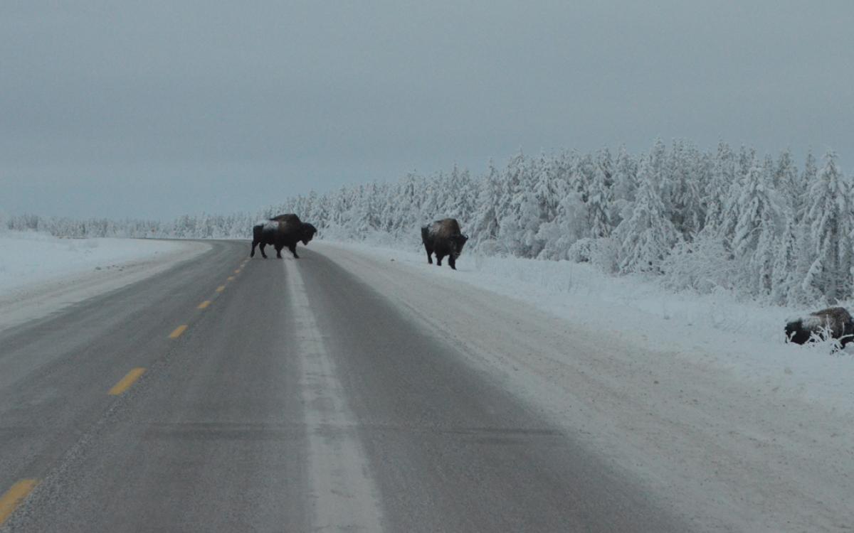 Bison on NWT Highway 3. Photo by Daniel Campbell