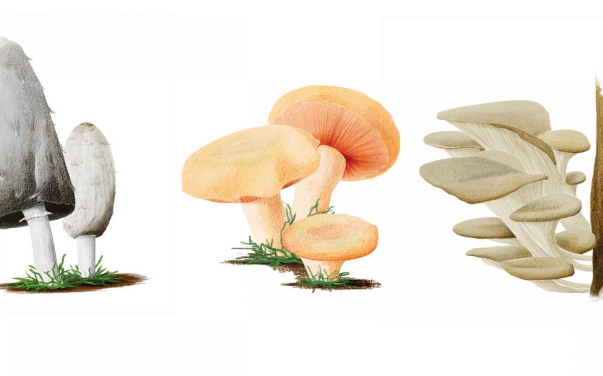 Shaggy mane, orange delicious, oyster mushrooms. Illustrations by Beth Covvey