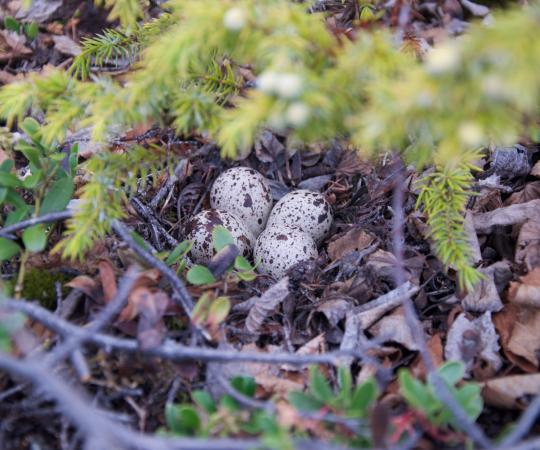Spotted Sandpiper eggs