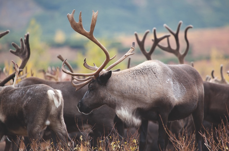Caribou are life for the people of Old Crow. PETER MATHER