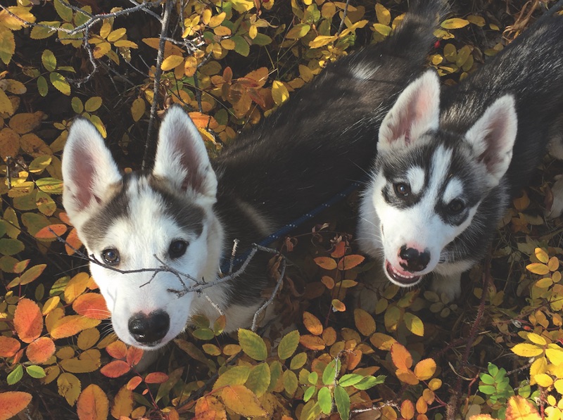 Twelve-week-old Steger (left) and Bunny will one day pull musher Jo Kelly's sled. PHOTO BY JO KELLY
