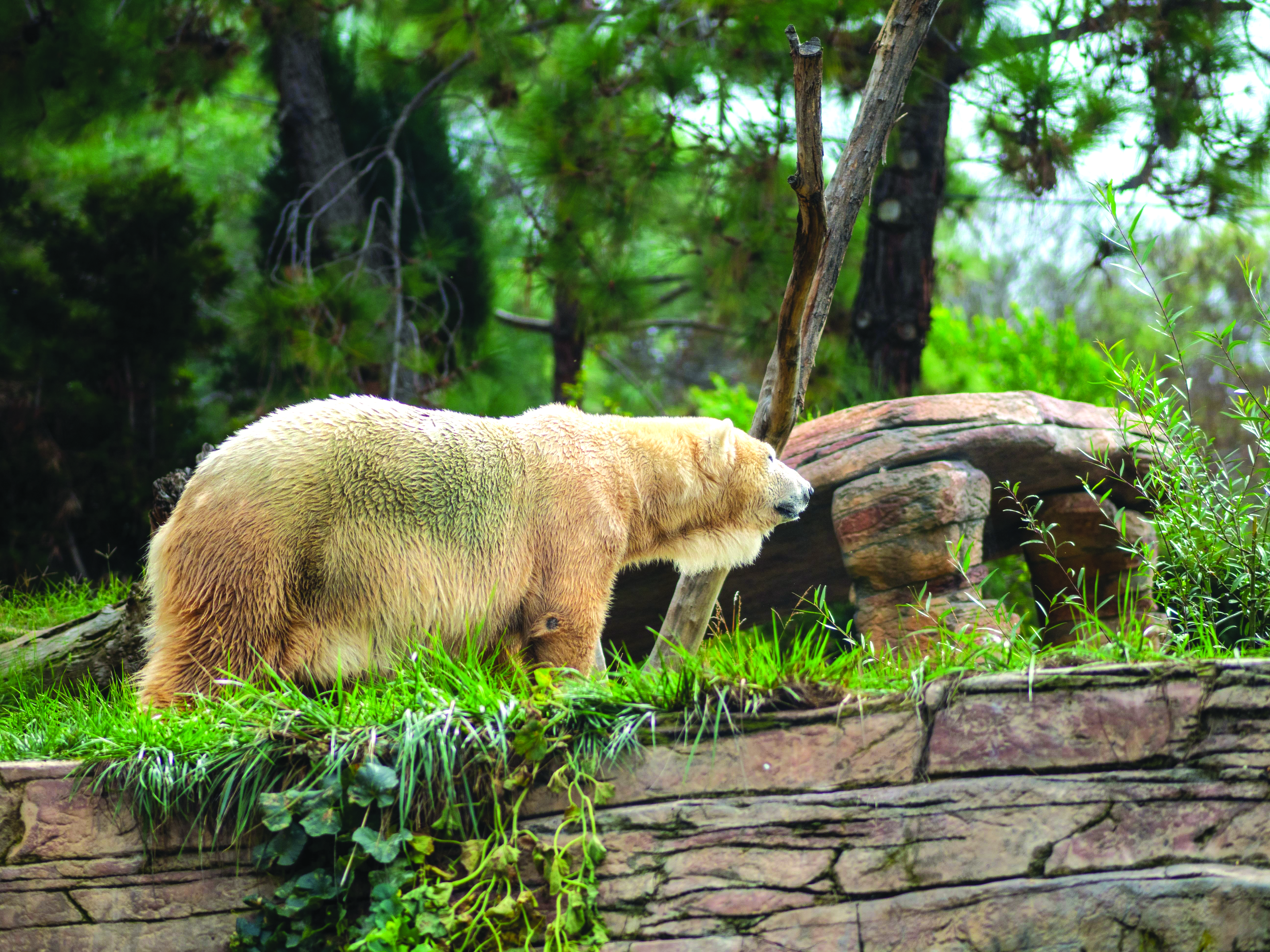 Polar bear