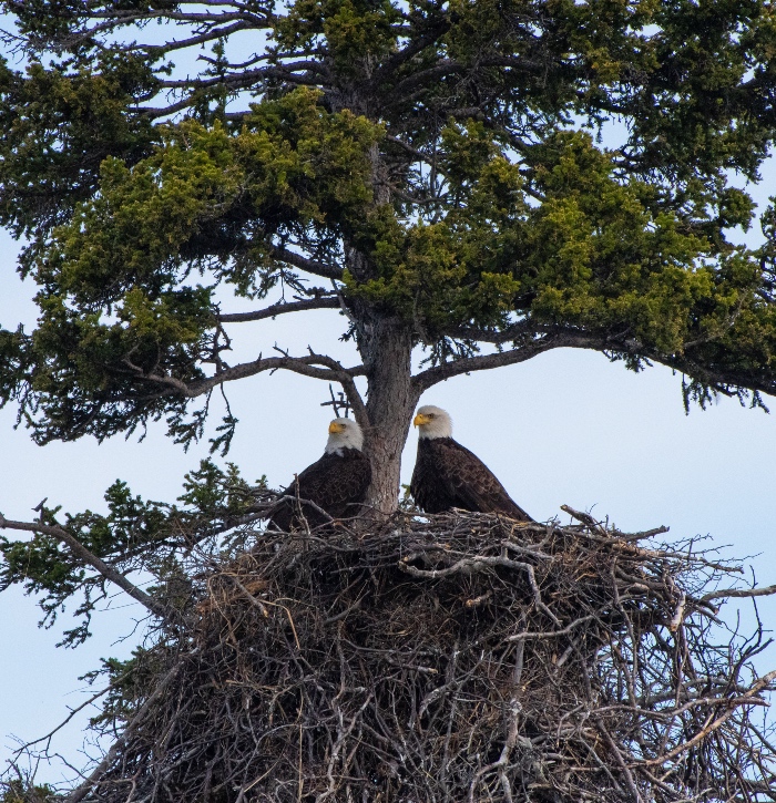 bald eagles in their nest