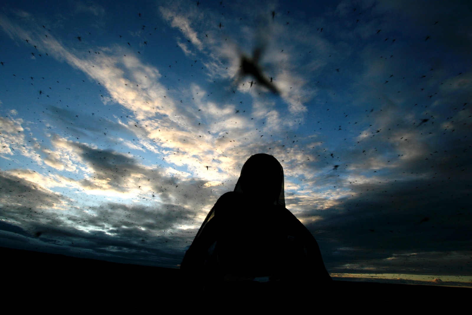 Surrounded by bugs