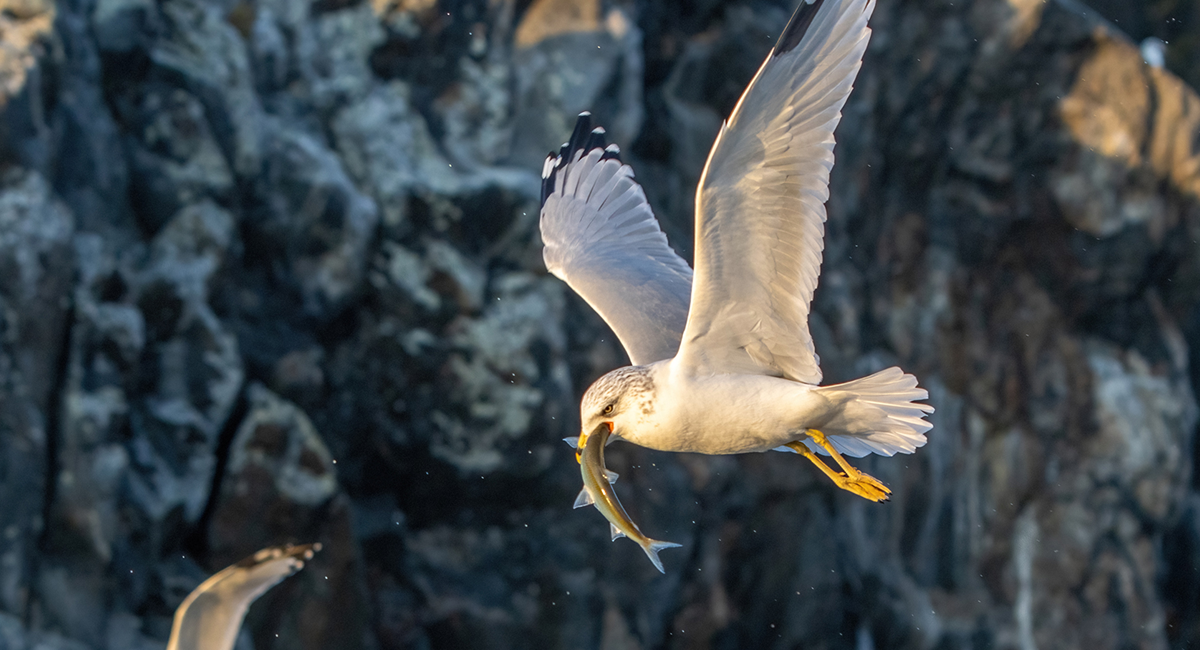 Seagull with cisco