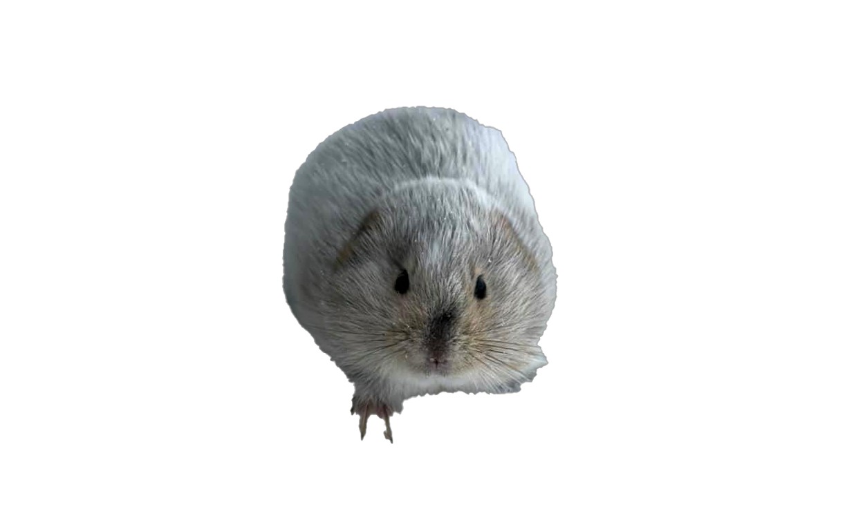 A lemming. Photo by Allen Kapolak.