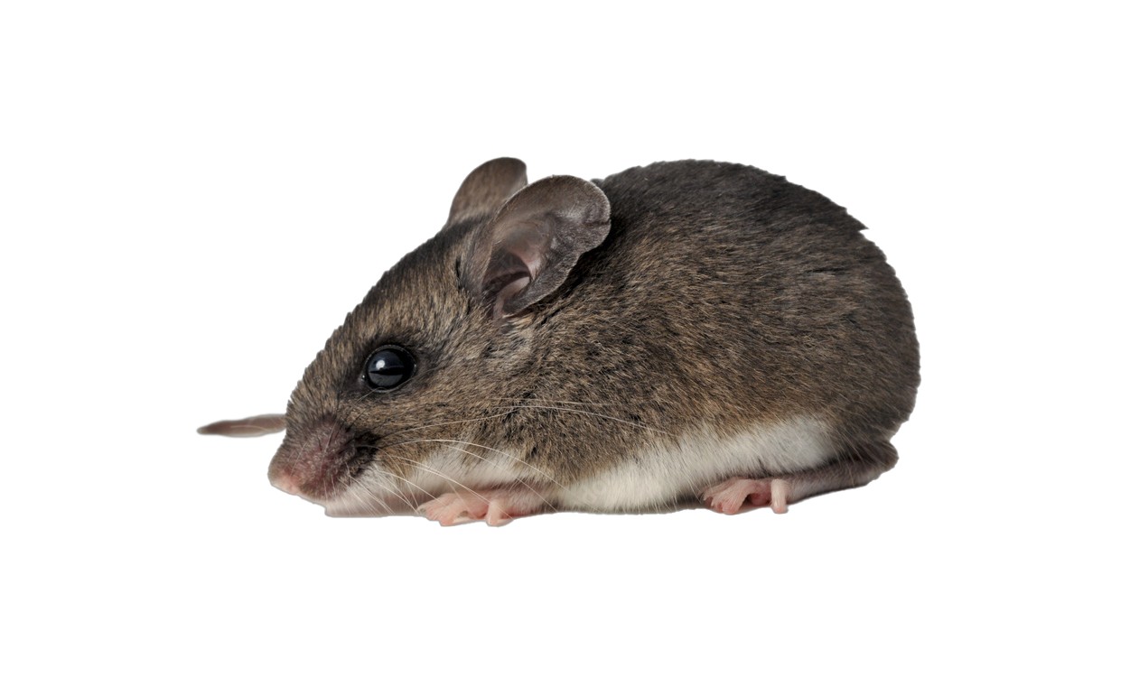 A deer mouse.