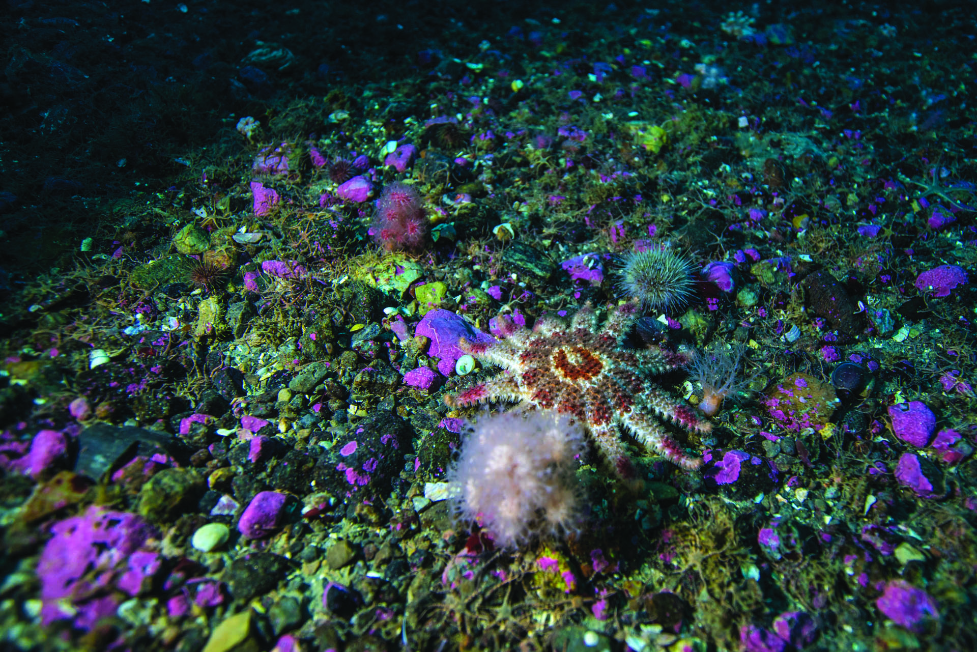 A rose sea star and sea anemones on the bottom of the Arctic Ocean.  