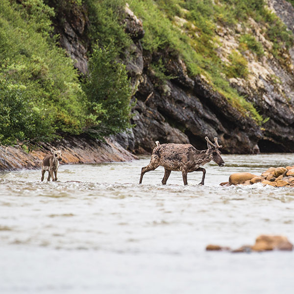 A caribou calf follows its mother across a river in the northeastern Yukon during the Porcupine herd's migration. CREDIT WERONIKA MURRAY