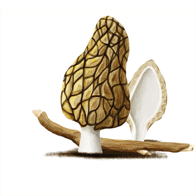 Morel. Illustration by Beth Covvey