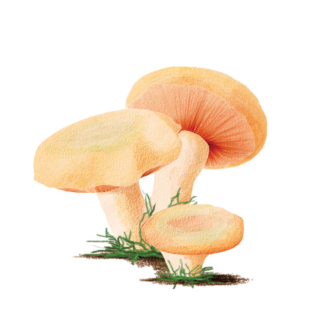 Orange milk caps. Illustration by Beth Covvey