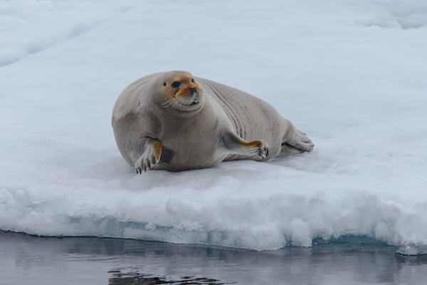 Participate in the seal hunt or wait on shore for a taste at the Nattiq Frolics in Kugluktuk, Nunavut./COURTESY Puvirnituq Snow Festival/Katherine Daphne