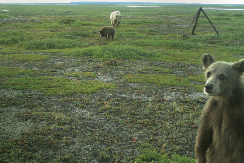 A juvenile grizzly makes its debut in front of the camera. Courtesy Diavik Diamond Mine