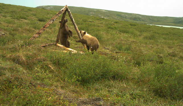 Two grizzlies take the bait and give up some hair. Courtesy Diavik Diamond Mine