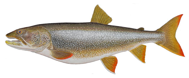 Lake Trout