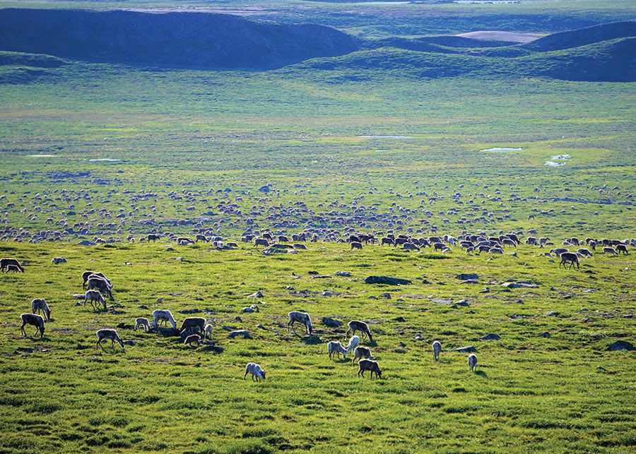 The Bathurst caribou herd is in decline. The Boots on the Ground project seeks answers for why. Photo courtesy of Petter Jacobsen