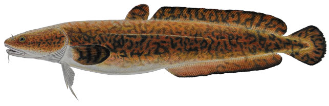 Burbot