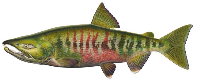 Chum Salmon