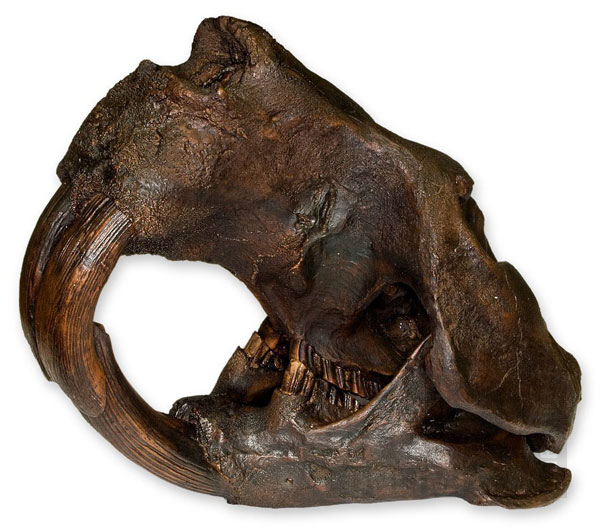 The teeth of this prehistoric beast measured up to 15 centimetres long.