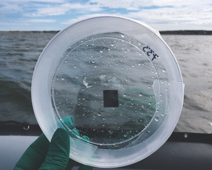 What you're looking at right there? Respiratory condensate from Northern belugas. Otherwise known as snot.