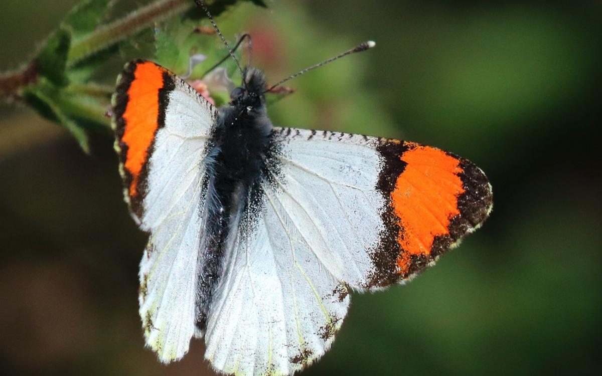 Orangetip Pacific butterfly. Photo Provided