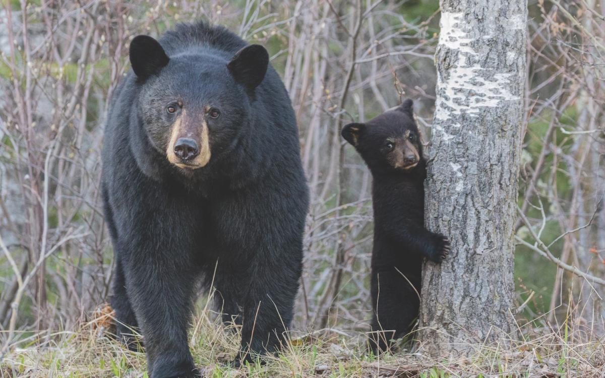 Mama bear and cub
