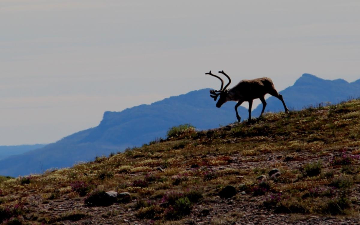 Caribou