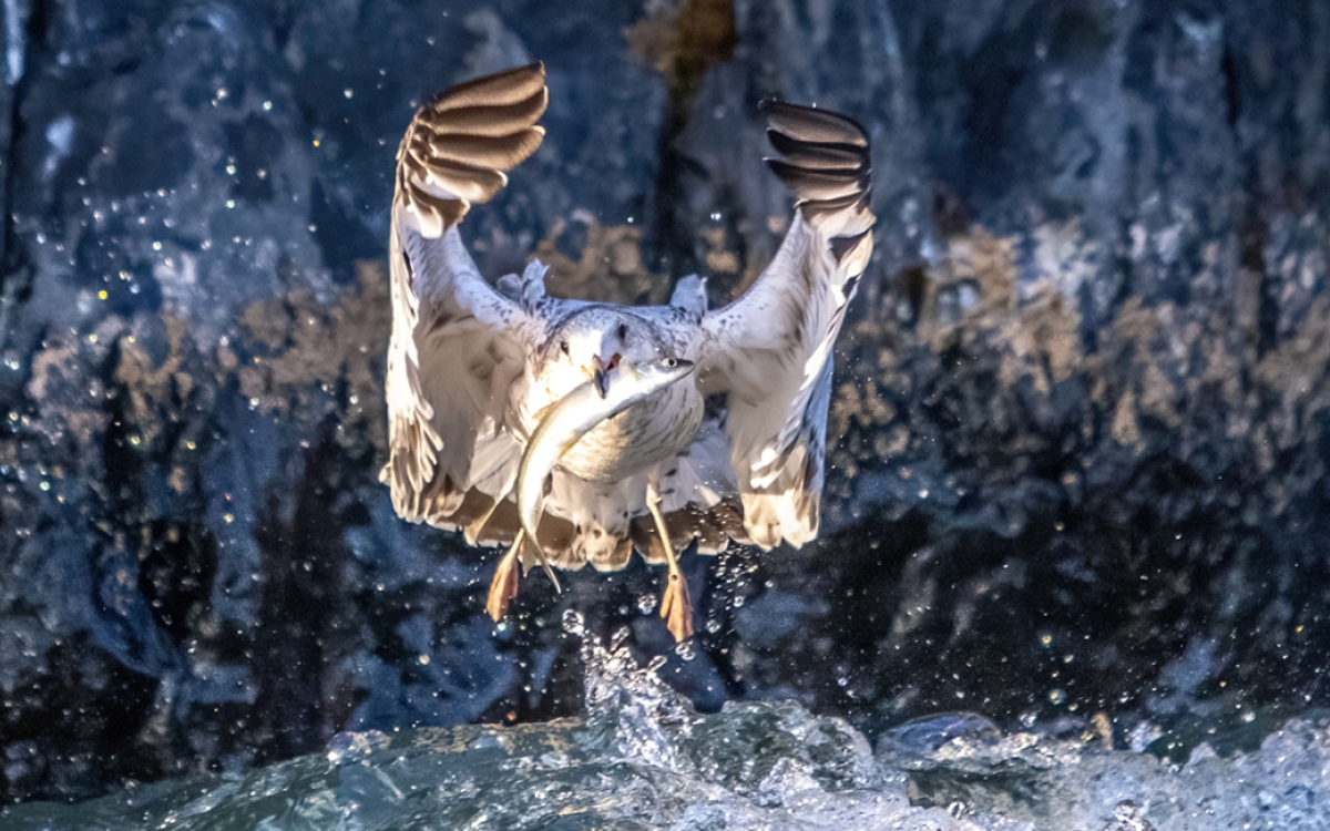 Seagull capturing a seagull