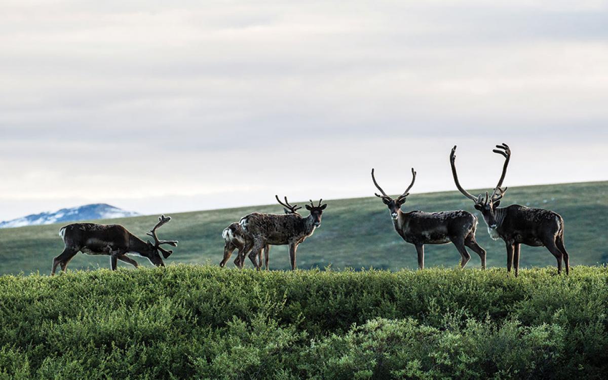 Porcupine caribou graze in the Blow River Valley, in northeastern Yukon.