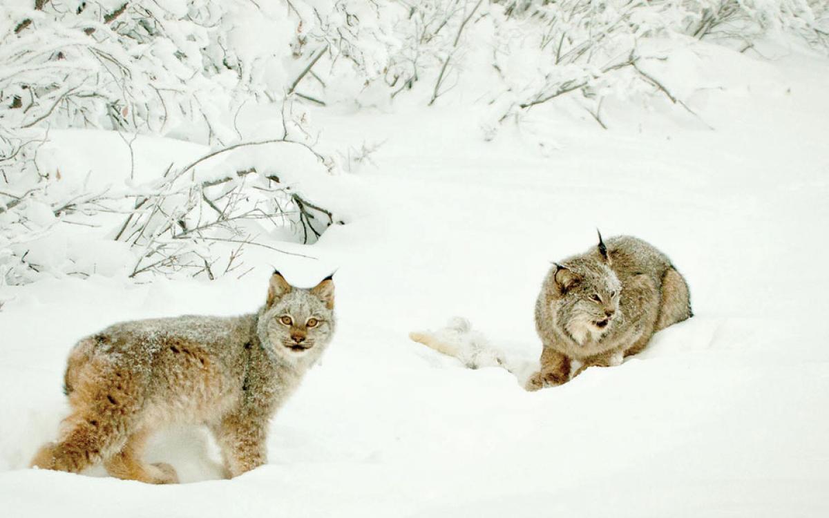 Photo by Kevin Chan/Trent University