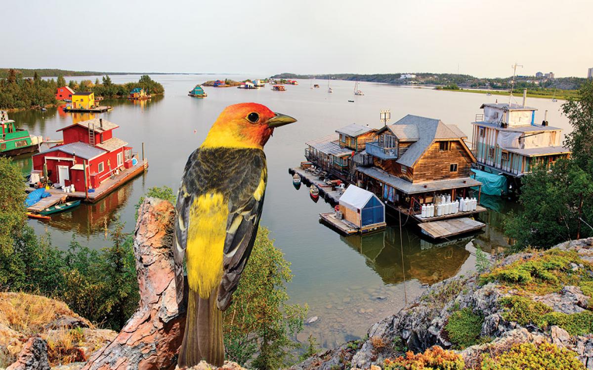 "Why must I be a western tanager in love?"                                                    BACKGROUND PHOTO FRAN HURCOMB