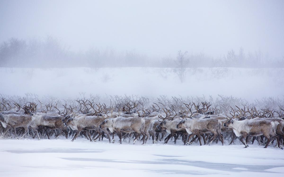 The only reindeer herd in the Canadian Arctic. Photo courtesy of Jason Van Bruggen/NWTT