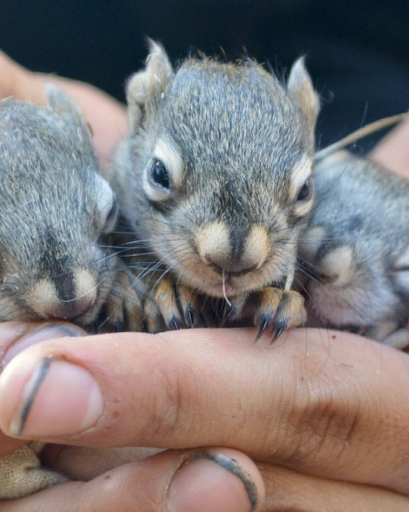 Nuts For Red Squirrels Up Here Publishing