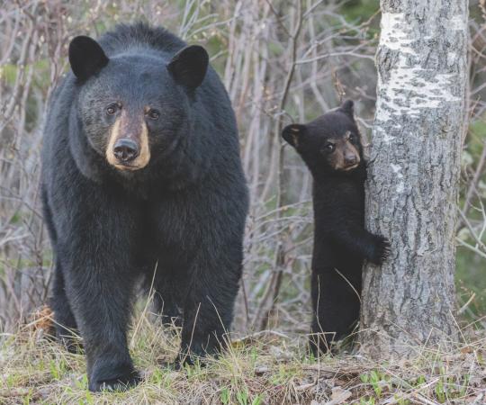 Mama bear and cub