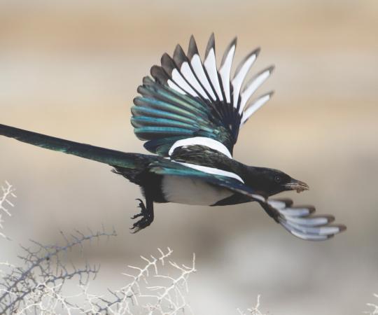 Black-billed magpie flying