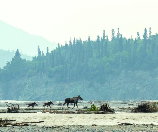 Mother moose and her two calves.