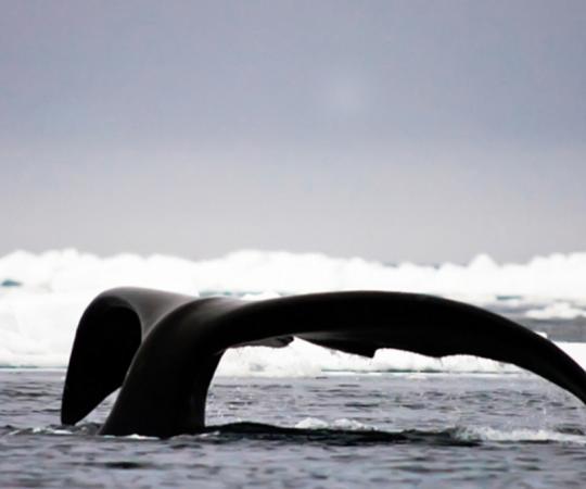 Bring back a whale of a tale from the floe edge in Pond Inlet, Nunavut. Photo by Michelle Valberg