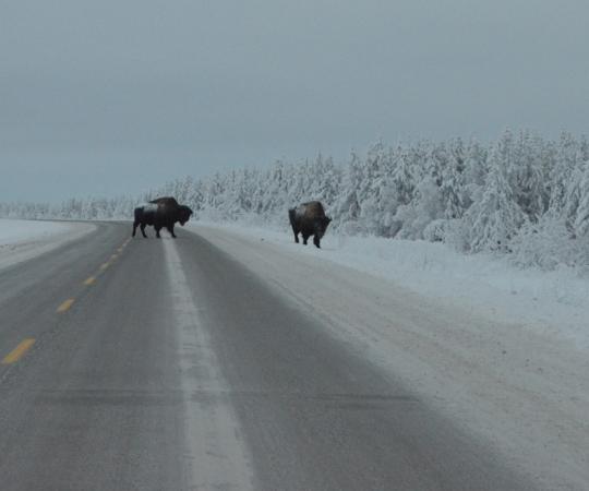 Bison on NWT Highway 3. Photo by Daniel Campbell