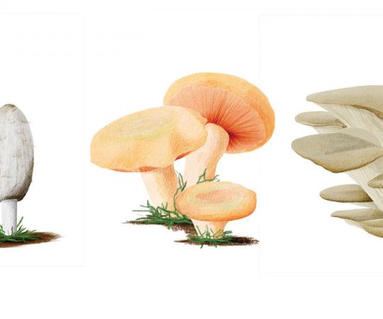 Shaggy mane, orange delicious, oyster mushrooms. Illustrations by Beth Covvey
