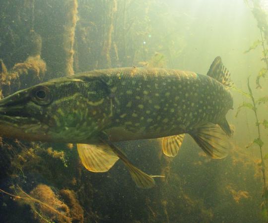 Northern Pike. Photo and illustrations by Paul Vecsei