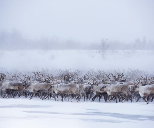 The only reindeer herd in the Canadian Arctic. Photo courtesy of Jason Van Bruggen/NWTT