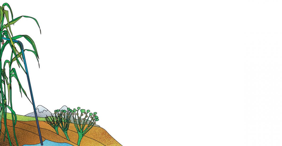 What Does 24 Hours Of Light Do To Plants? Up Here Publishing