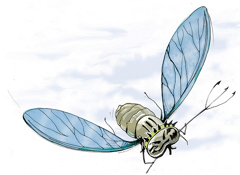 Illustration by Tonia Cowan